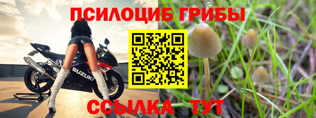 Галлюциногенные грибы Psilocybine cubensis Кострома